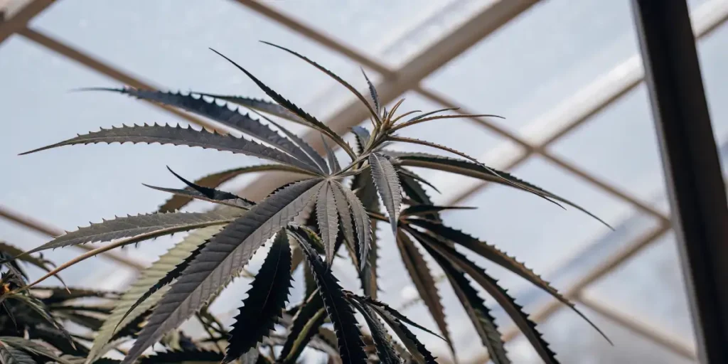 Close-up of cannabis leaves with serrated edges inside a bright greenhouse.