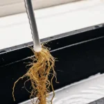 Cannabis roots hanging from a hydroponic system into a black container filled with nutrient solution.