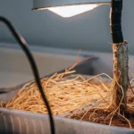 Exposed cannabis roots growing in trays under artificial grow light in a controlled environment.