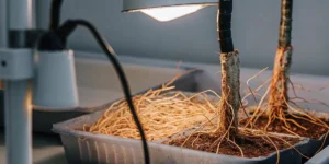 Exposed cannabis roots growing in trays under artificial grow light in a controlled environment.