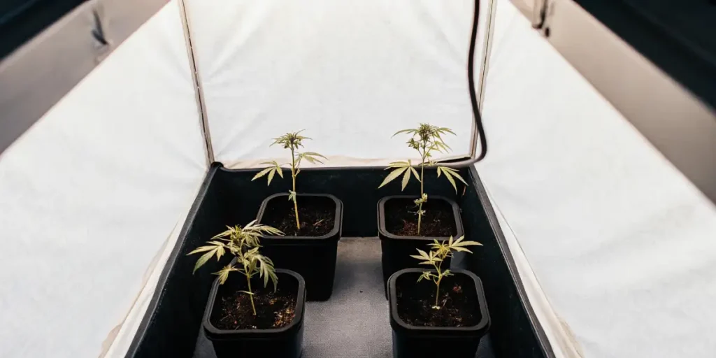 Cannabis seedlings in pots inside a white indoor grow tent under controlled lighting.