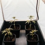 Cannabis seedlings in pots inside a white indoor grow tent under controlled lighting.