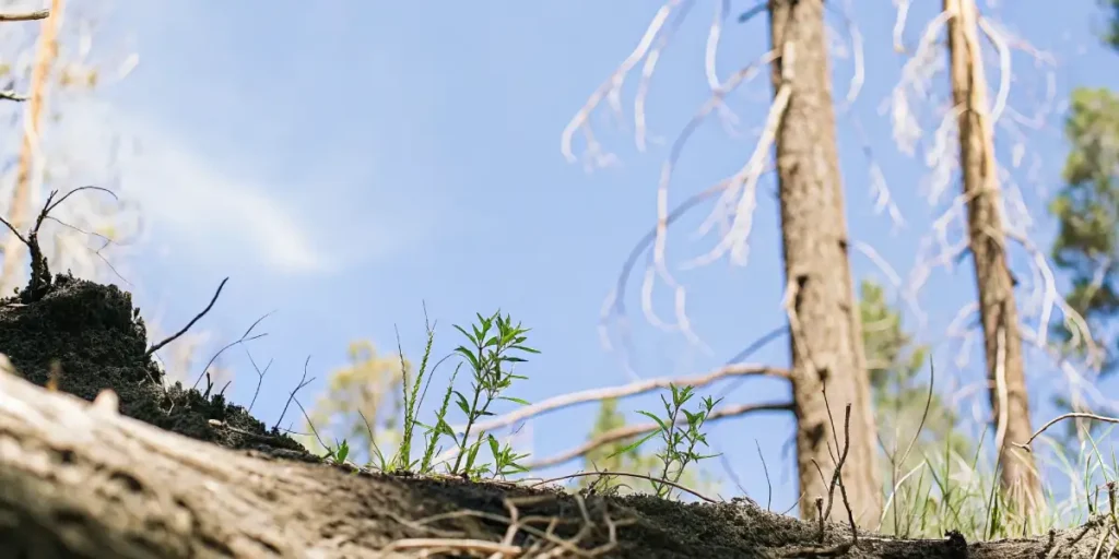 Young cannabis seedlings sprouting from soil in a sunlit forest area.