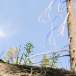 Young cannabis seedlings sprouting from soil in a sunlit forest area.