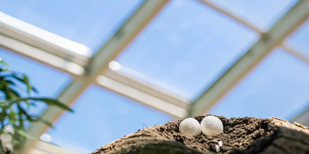 Two insect eggs resting on soil under bright sunlight in a greenhouse.