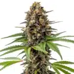Archive Runtz cannabis flower with dark purple tones and orange pistils covered in trichomes.
