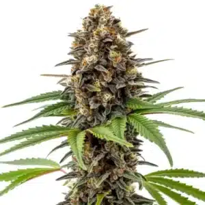 Archive Runtz cannabis flower with dark purple tones and orange pistils covered in trichomes.