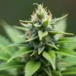 Blueberry CBD (116) cannabis flower rich in trichomes.