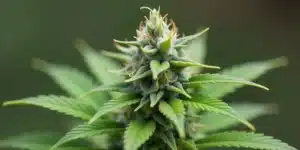 Blueberry CBD (116) cannabis flower rich in trichomes.