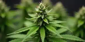 CBD Black Diesel (11) cannabis flower with orange hairs and frosty trichomes.