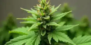 CBD Grape Pie (115) plant showing early seed formation.