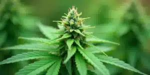 Grow CBD Sour Tangie (1:25) CBD-dominant flower.