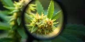 CBD Therapy plant under magnifying glass during flowering stage.