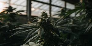Close-up of a frosty cannabis bud with prominent trichomes and dark leaves, backlit in a greenhouse.
