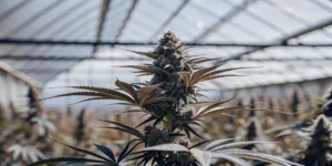 Close-up of a mature cannabis bud with deep green and purple hues, growing in a bright greenhouse.