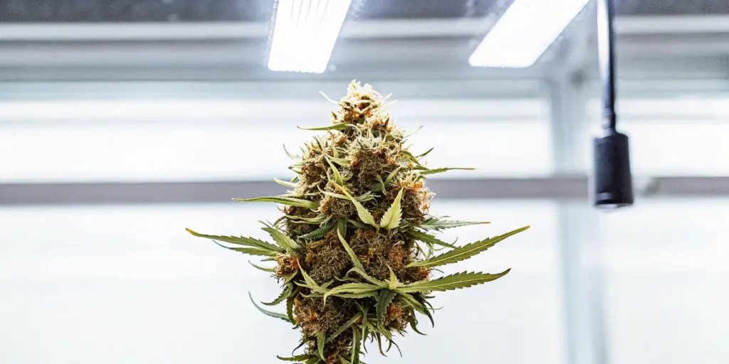 Macro photo of a cannabis flower with green leaves and orange hairs, growing under strip lights in a lab.