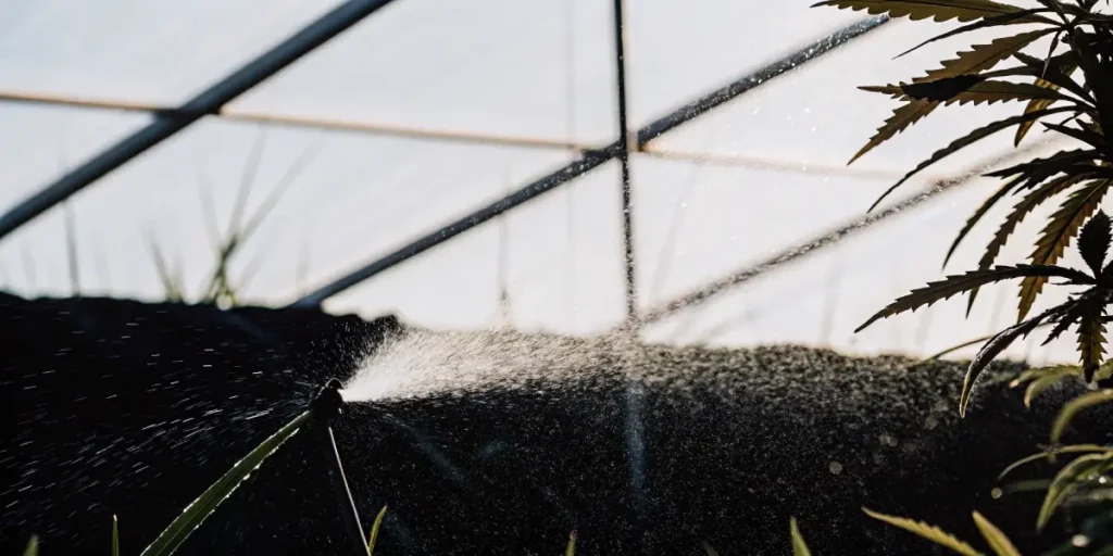 Macro shot: cannabis plant in foreground, sprinkler watering dark soil under greenhouse roof.