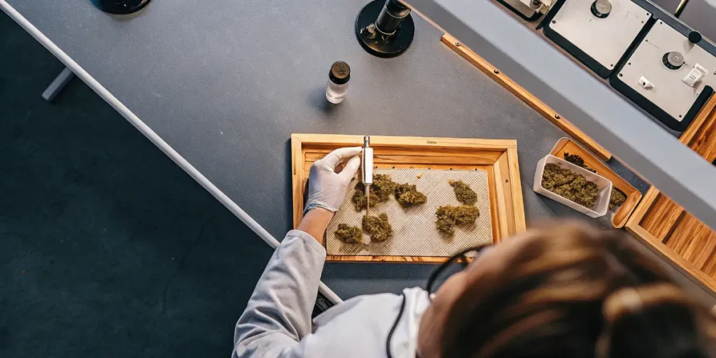 Overhead view: scientist in white coat, gloves, carefully measuring cannabis buds on a wooden tray in a lab.