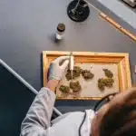 Overhead view: scientist in white coat, gloves, carefully measuring cannabis buds on a wooden tray in a lab.