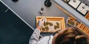 Overhead view: scientist in white coat, gloves, carefully measuring cannabis buds on a wooden tray in a lab.