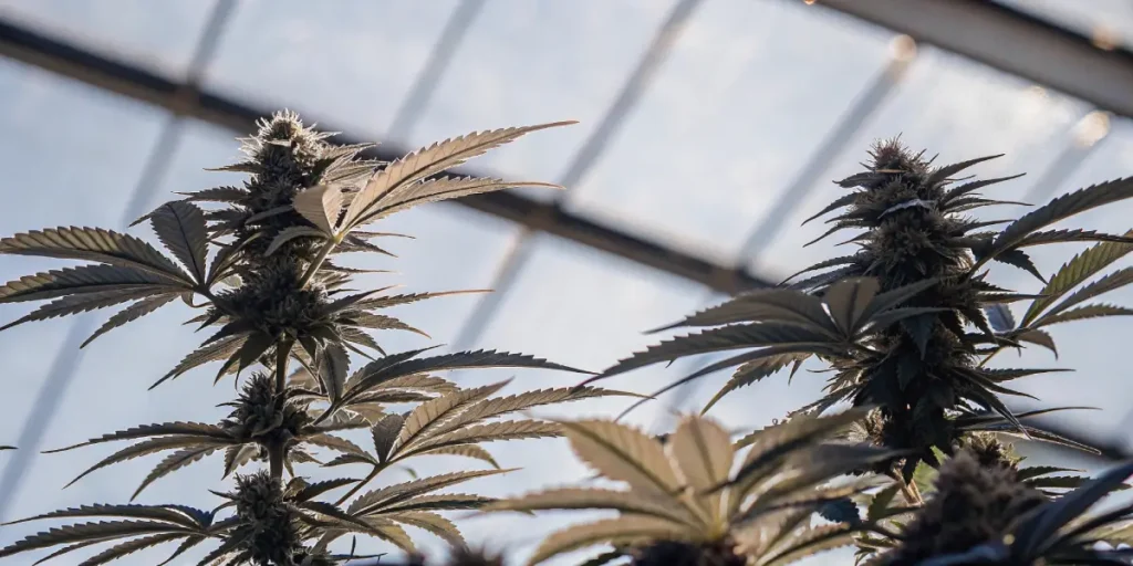 Close-up of two cannabis plant tops with developing buds and leaves, backlit by a bright greenhouse sky.