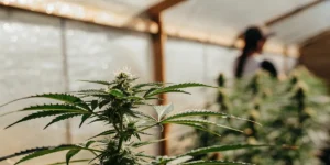 Close-up of a cannabis plant with developing buds and leaves in a sunny greenhouse, with a blurred person in background.