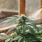 Close-up of a vibrant green cannabis plant being misted in a sunlit greenhouse.