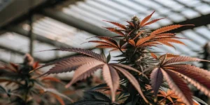 Close-up of a cannabis plant with reddish-brown leaves and a developed bud in a greenhouse.