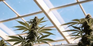 Close-up of lush cannabis plants with developing buds against a bright blue sky seen through a greenhouse roof.