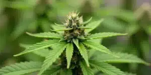 Flowering CBD Diesel X Gorilla (11) bud in greenhouse.