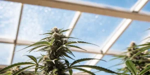 Close-up of a flowering cannabis plant with mature buds against a bright greenhouse roof.