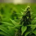 Flowering Carmen 2.0 cannabis plant with resinous bud formation.