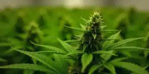 Flowering Carmen 2.0 cannabis plant with resinous bud formation.