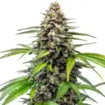 Fruity Loops cannabis plant with colorful, frosty buds and orange pistils.