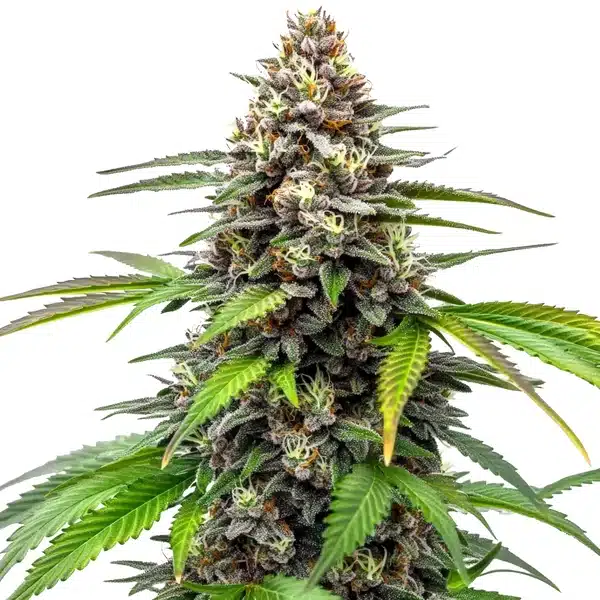 Fruity Loops cannabis plant with colorful, frosty buds and orange pistils.