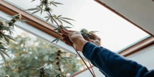Close-up of gardener's hands gently supporting a cannabis plant stem with developing buds.