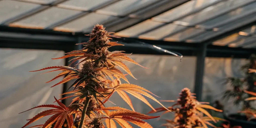 Close-up of a cannabis plant with golden-orange leaves and dense buds in a sunlit greenhouse.