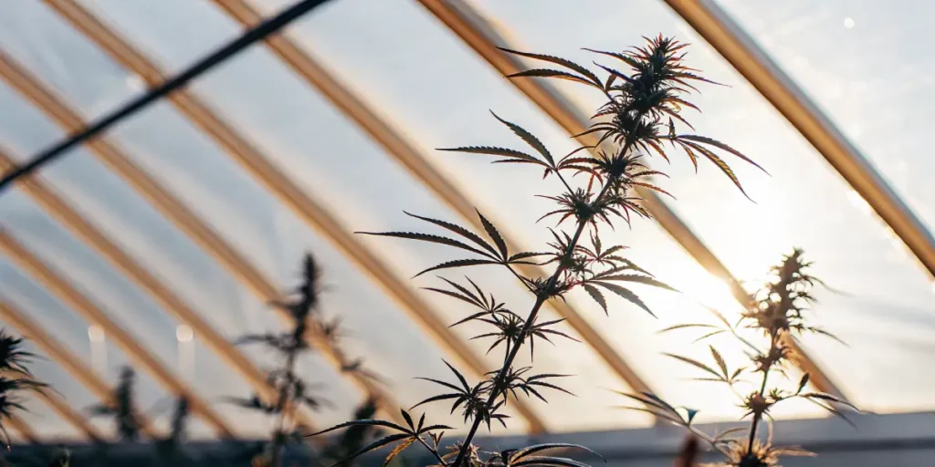 Close-up of cannabis plants silhouetted against a bright, sunlit greenhouse roof structure.