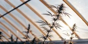 Close-up of cannabis plants silhouetted against a bright, sunlit greenhouse roof structure.