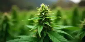 Grow CBD Mexican (1:1). Central cola in late flowering outdoors.