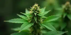 Grow CBD Shishkaberry x Candida (1:2) : resinous bud.