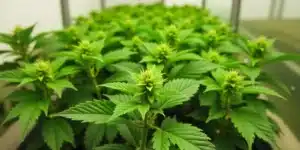 Grow CBD Stephen Hawking Kush: Indoor cultivation early bloom.