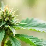 Grow CBD Strawberry (1:15) Early flowering bud.