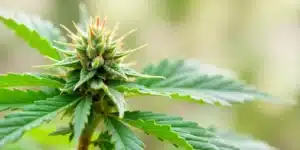 Grow CBD Strawberry (1:15) Early flowering bud.