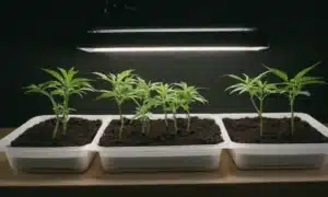 Grow Cherry AK seedlings under artificial light in starter trays.