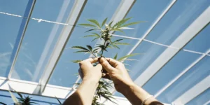 Close-up of hands gently inspecting a cannabis plant under a bright greenhouse roof.