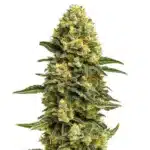 Hash Burger cannabis flower with thick resin coating and orange pistils over dark leaves.