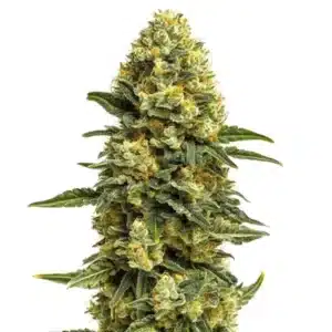 Hash Burger cannabis flower with thick resin coating and orange pistils over dark leaves.