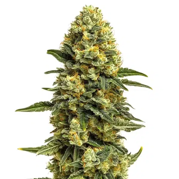 Hash Burger cannabis flower with thick resin coating and orange pistils over dark leaves.