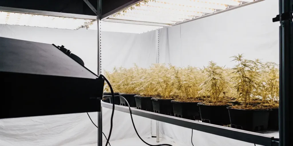 Indoor grow room with rows of young cannabis plants in black pots, under bright overhead lighting.